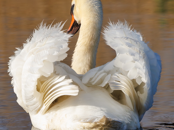 Höckerschwan